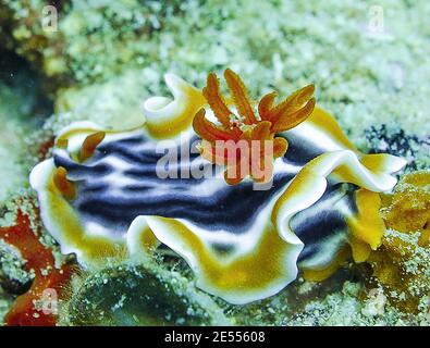 Ein Nudibranch mit offenem Kiemenbüschel Stockfoto