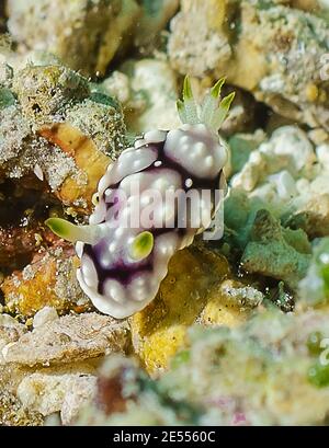 Ein Nudibranch mit offenem Kiemenbüschel Stockfoto