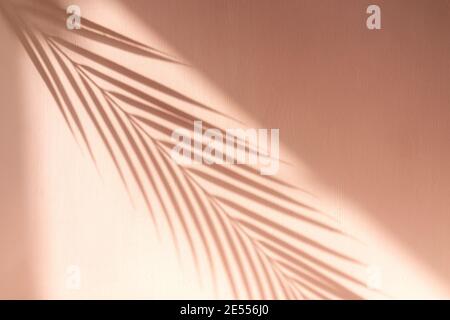 Palmenblatt Schatten auf rosa Hintergrund. Raum kopieren, Sommerkonzept. Selektiver Fokus. Stockfoto