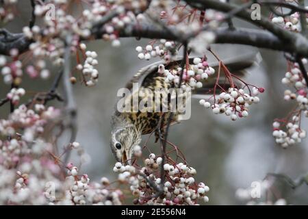 Misteldrossel füttert Winterbeeren Stockfoto