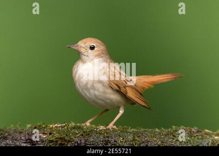 Nachtigall (Luscinia megarhynchos), Erwachsene stehend in der Nähe von Pool im Wald, Debrecen, Ungarn, 30. April 2014 Stockfoto