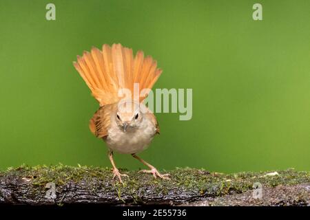 Nachtigall (Luscinia megarhynchos), Erwachsene stehend in der Nähe von Pool im Wald, Debrecen, Ungarn, 30. April 2014 Stockfoto