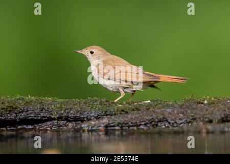 Nachtigall (Luscinia megarhynchos), Erwachsene stehend in der Nähe von Pool im Wald, Debrecen, Ungarn, 30. April 2014 Stockfoto