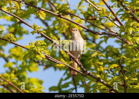 Gemeinsame Nachtigall (Luscinia megarhynchos), Erwachsene singen in Büschen, Suffolk, Großbritannien, 7. Mai 2008 Stockfoto