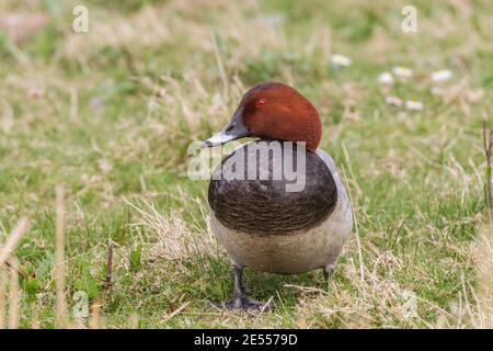 Pappbarde, (Aythya ferina), einzelner drake auf kurzer Vegetation, Norfolk, Großbritannien Stockfoto