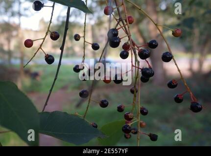 Schwarze Beeren der wilden Kirsche mit einem schönen unscharfen Hintergrund. Prunus avium, Süßkirsche, gean- oder Vogelkirsche Stockfoto