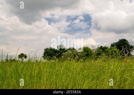 Sommerlandschaft mit grünem Gras und Bäumen und blauem Himmel Mit weißen Wolken Stockfoto