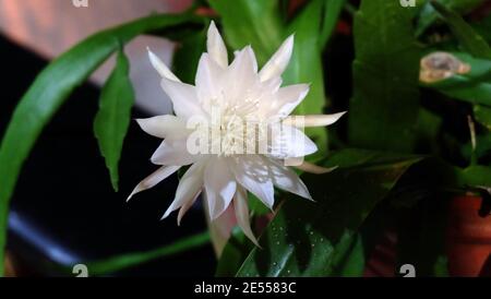 Epiphyllum oxypetalum, auch bekannt als Prinzessin der Nacht, oder Königin der Nacht, ist eine Kaktusart mit weißen Blüten nur in der Nacht. Stockfoto