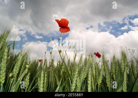 Grüne Ähren aus Weizen mit rotem Mohn am blauen Himmel mit weißen Wolken, Frühlingslandschaft Stockfoto