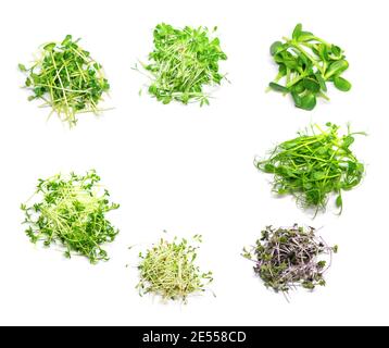 Collage von verschiedenen Microgreens auf weißem Hintergrund. Selektiver Fokus. Natur. Stockfoto