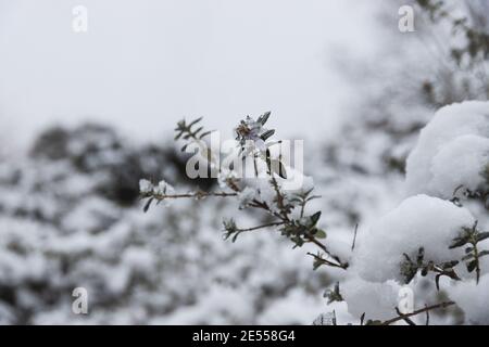 Makro, Nahaufnahme einer gefrorenen Blume, Rosmarinblüte im Winter, Schnee und Eis. Schöne gefrorene Natur Stockfoto