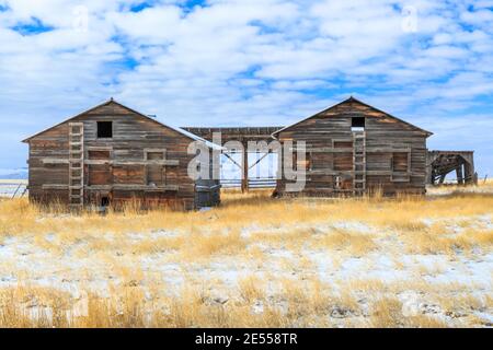 Alte Scheunen auf einem Feld im Winter in der Nähe von townsend, montana Stockfoto