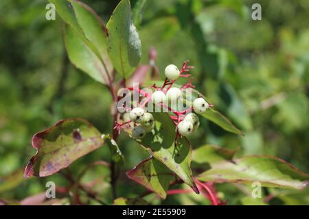 Rote-Oosier-Dogwood-Beeren bei Linne Woods in Morton Grove, Illinois Stockfoto