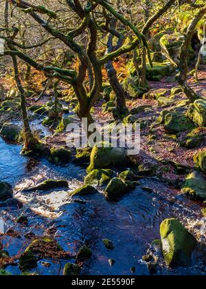 Bäume wachsen im Winter in Padley Gorge eine alte Eiche Birkenwald in der Nähe von Grindleford im Peak District National Park Derbyshire England Großbritannien Stockfoto