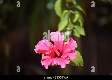 Hibiscus rosa-sinensis, auch chinesischer Hibiskus, Chinarose, Hibiskus hawaiiianischer Art, Rosenmalbe und Schuhblackpflanze genannt Stockfoto