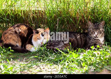 Zwei Katzen, dreifarbig fröhlich und gestreift empört, liegen im Sommer auf dem grünen Gras außerhalb des Geländes Stockfoto