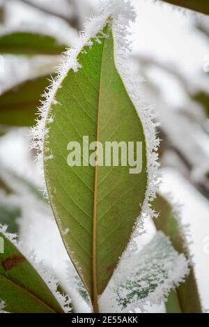 Grüne Baumblätter bedeckt von Frost und Reif während einer Wintersturm Stockfoto