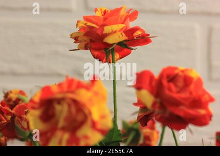 Rose bicolor gelb und rot in einem festlichen Bouquet an einer weißen Ziegelwand. Ein Geschenk zum Geburtstag, Valentinstag, 8. März, Muttertag . Hohe Qualität Stockfoto