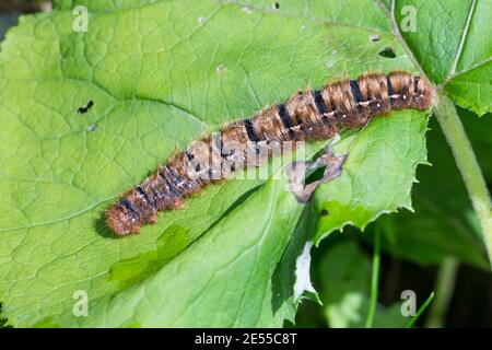 Eichenspinner, Raupe, Quittenvogel, Lasiocampa quercus, Lasiocampa scopoli, Eiche eggar, Raupe, Le Bombyx du Chêne, Chenille, Glucken, Lasiocampi Stockfoto