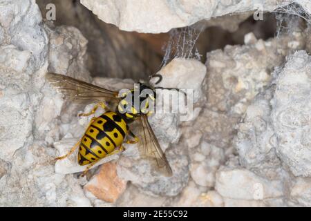 Deutsche Wespe, Wespe, Wespen, Weibchen, Vespula germanica, Vespa germanica, Paravespula germanica, Deutsche Wespe, Europäische Wespe, Deutsche Gelbjacke, w Stockfoto