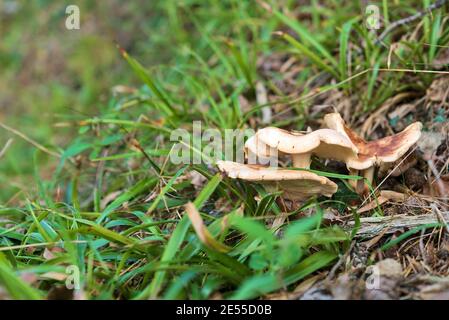 Nahaufnahme einer Gruppe von ungenießbaren Pilzen, die im Gras zwischen Pinienzapfen und Nadeln im herbstlichen Kiefernwald, Co. Wicklow, Irland wachsen Stockfoto