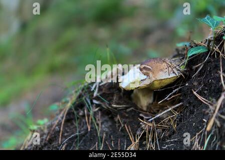 Single Penny Bun (Boletus edulis) Pilz wächst und bedeckt mit Holzboden mit Kiefernnadel im herbstlichen Kiefernwald, Co. Wicklow, Irland Stockfoto