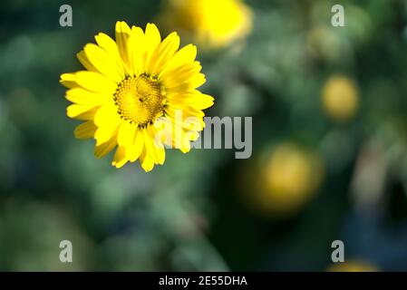 Erstaunliche Herbstansicht leuchtend gelbe Chrysanthemen Blume symbolisiert vernachlässigte Liebe oder Trauer. Gesehen in Marlay Park, Dublin, Irland. Gelb und grün Stockfoto