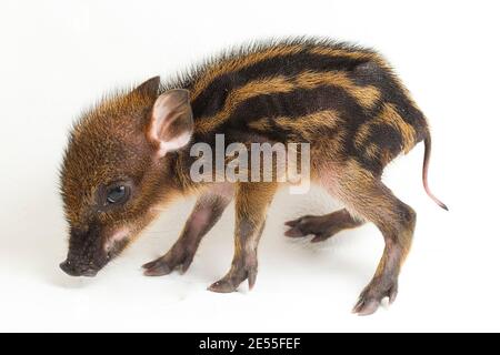 Das gebänderte Schwein (Sus scrofa vittatus) Auch bekannt als indonesische Wildschweine Stockfoto