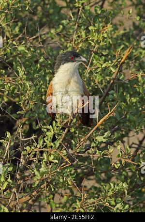 Burchell's Coucal (Centropus superciliosus burchellii) Erwachsener auf dem Busch Kruger NP, Südafrika November Stockfoto