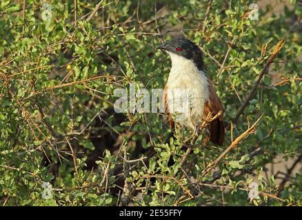 Burchell's Coucal (Centropus superciliosus burchellii) Erwachsener auf dem Busch Kruger NP, Südafrika November Stockfoto