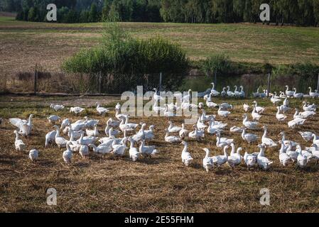 Herde von Hausgänsen auf einem Feld in Koscierzyna Gemeinde, Kaschubei Region Westpommern in Polen Stockfoto