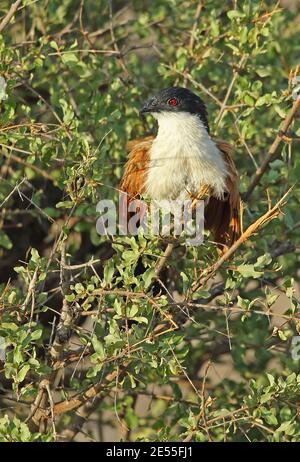 Burchell's Coucal (Centropus superciliosus burchellii) Erwachsener, der auf dem Busch thront, verschnupft im Krüger NP, Südafrika November Stockfoto