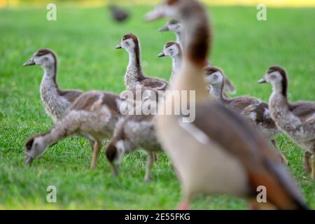 Mutter Ägyptische Gans Mit Jungen In Amsterdam, Niederlande 26-6-2020 Stockfoto