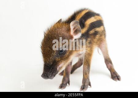 Das gebänderte Schwein (Sus scrofa vittatus) Auch bekannt als indonesische Wildschweine Stockfoto