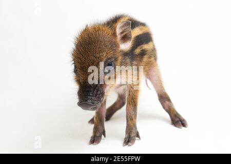 Das gebänderte Schwein (Sus scrofa vittatus) Auch bekannt als indonesische Wildschweine Stockfoto