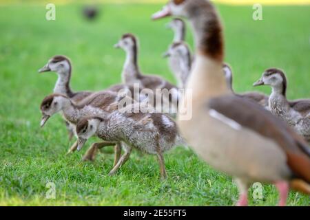 Mutter Ägyptische Gans Mit Jungen In Amsterdam, Niederlande 26-6-2020 Stockfoto