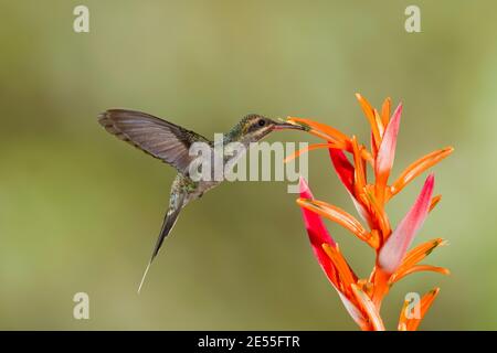 Grüner Einsiedler weiblich, Phaethornis Kerl, Fütterung an Blume. Stockfoto