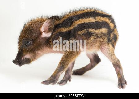 Das gebänderte Schwein (Sus scrofa vittatus) Auch bekannt als indonesische Wildschweine Stockfoto