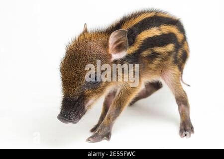 Das gebänderte Schwein (Sus scrofa vittatus) Auch bekannt als indonesische Wildschweine Stockfoto