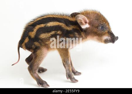 Das gebänderte Schwein (Sus scrofa vittatus) Auch bekannt als indonesische Wildschweine Stockfoto