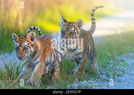 Paar bengalische Tigerjungen auf einem Spaziergang. Horizontal. Stockfoto