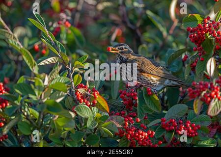 Rotflügel-Turdus iliacus ernährt sich von roten Winterbeeren. Stockfoto