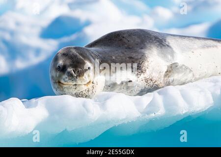 Eine Leopardenrobbe, die auf einem schönen blauen Eisberg in der Nähe ruht Die Antarktische Halbinsel Stockfoto