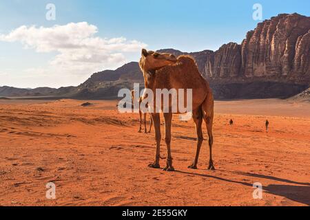 Gruppe von Kamelen, ein großes Tier im Vordergrund, Wandern auf orange roten Sand der Wadi Rum Wüste, Berge Hintergrund Stockfoto