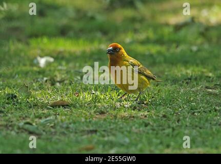 Cape Weaver (Ploceus capensis) erwachsenes Männchen, das auf dem Boden Wakkerstroom, Südafrika, füttert November Stockfoto