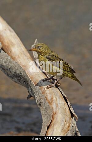 Cape Weaver (Ploceus capensis) adultes Weibchen feucht nach dem Baden Johannesburg, Südafrika November Stockfoto