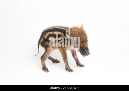 Das gebänderte Schwein (Sus scrofa vittatus) Auch bekannt als indonesische Wildschweine Stockfoto