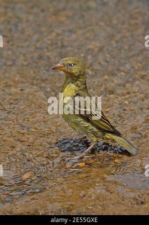 Cape Weaver (Ploceus capensis) Erwachsene weibliche Baden Johannesburg, Südafrika November Stockfoto