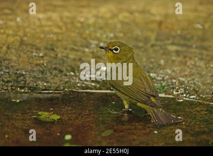 Cape White-Eye (Zosterops pallidus) Baden für Erwachsene Dlinza Forest, Südafrika November Stockfoto