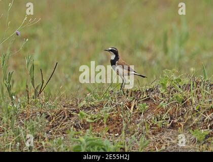 Capped Wheatear (Oenanthe pileata livingstonii) Erwachsener steht auf verbranntem Boden Johannesburg, Südafrika November Stockfoto